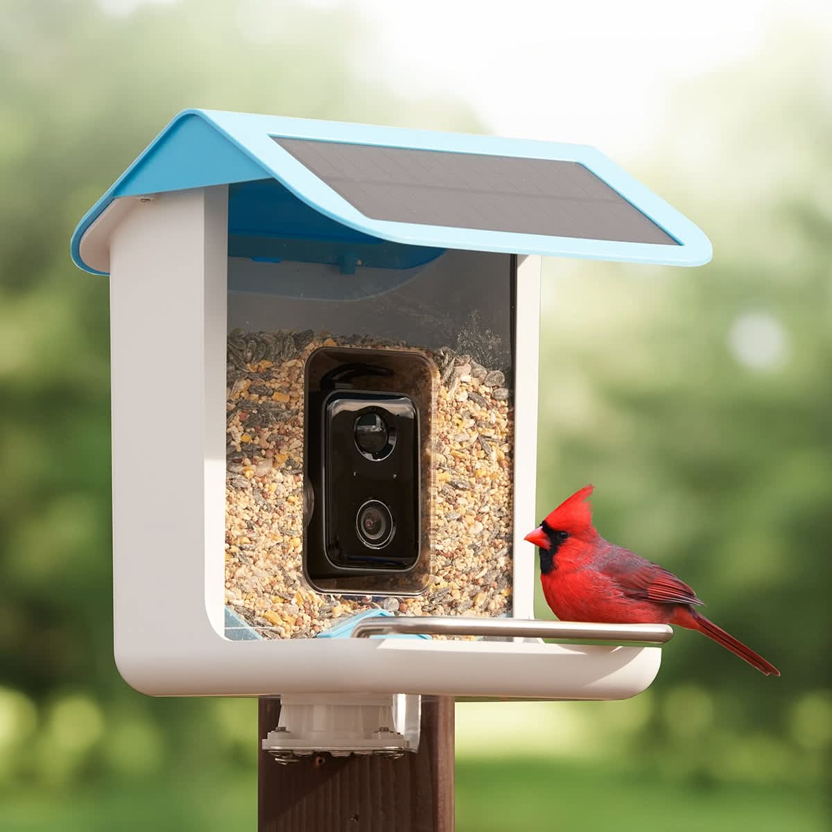 Outdoor Bird Feeder Camera Solar-Powered AI Bird ID - Image 5