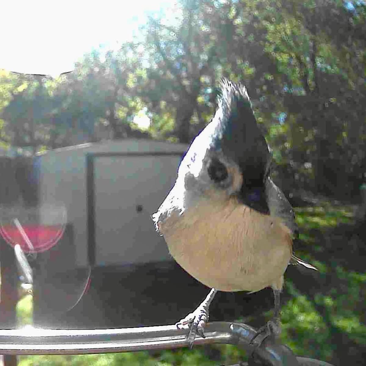 Outdoor Bird Feeder Camera Solar-Powered AI Bird ID - Image 7